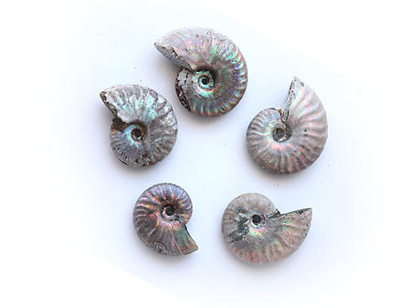Natural Whole Ammonite Fossil With Blue Flash, 5-7cm