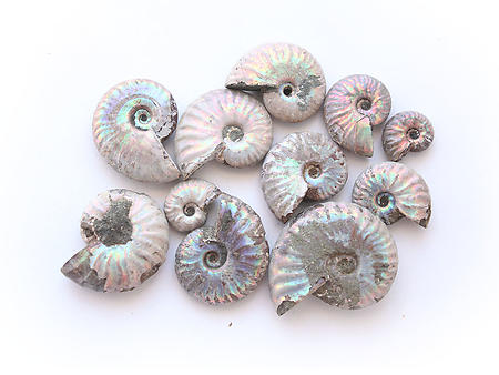 Natural Whole Ammonite Fossil With Blue Flash, 3-5cm