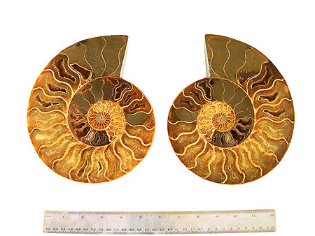 Ammonite Pairs 5-6