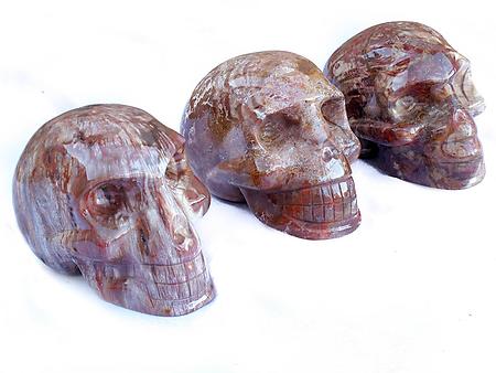 Petrified Wood Skulls