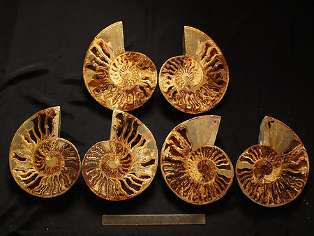 Ammonites Cut and Polished with Sutures (8-10 inch) AAA Quality