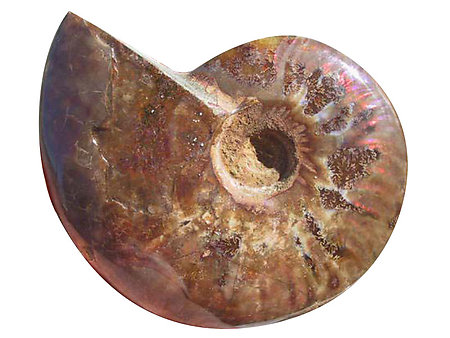 Whole Polished Ammonite With Iridescence, 13-15 cm