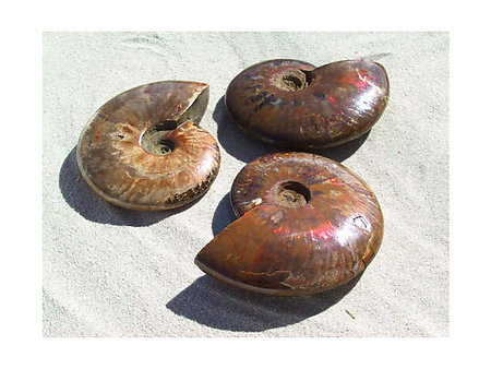 Whole Polished Ammonite With Iridescence, 13-15 cm