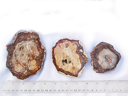 12-14 Petrified Wood Slices - AA Quality