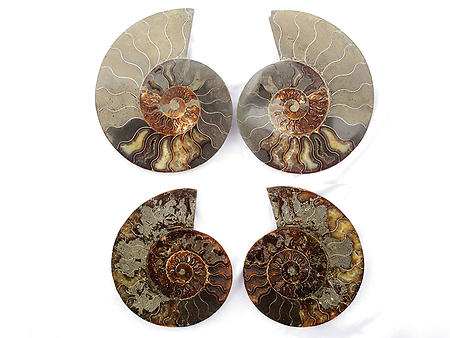 Ammonites Cut and Polished 6-7 inch - Pairs - AA Quality