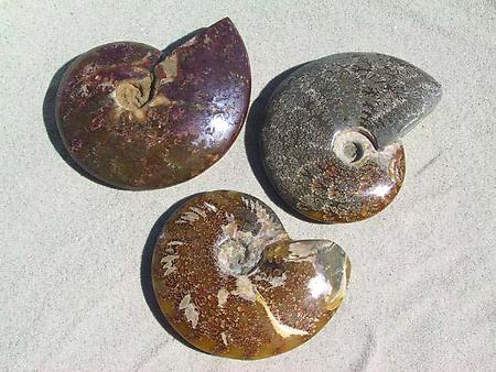 Whole Polished Ammonites with Suture Patterns, 13-15cm
