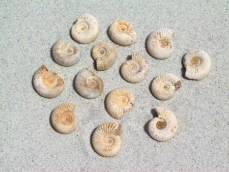 Whole White Ammonites, 7-9cm