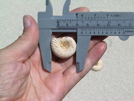 Whole White Ammonites, 5-7cm