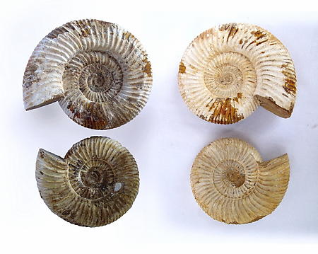 Whole White Ammonites, 11-13cm