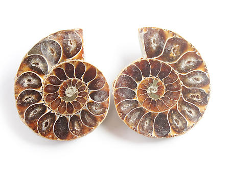 Ammonite Cut & Polished Jewelry Pairs, 3-5cm - AAA Quality