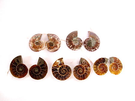 Ammonite Cut & Polished Jewelry Pairs, 1-3cm - AAA Quality