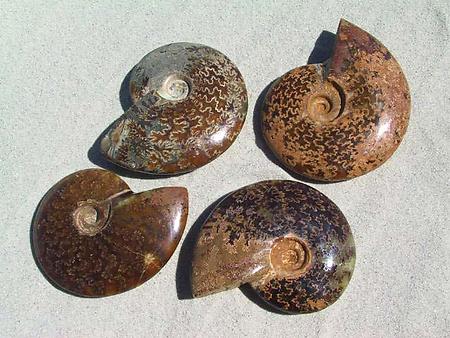 Whole Polished Ammonites with Suture Patterns, 11-13cm