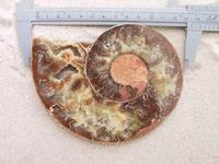 Ammonite Cut & Polished Pairs, 11-13cm - AA Quality