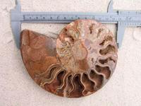 Ammonite Cut & Polished Pairs, 13-15cm - AA Quality
