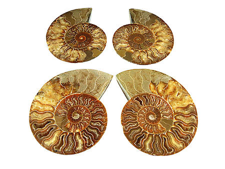 Ammonites Cut and Polished 8-10inch - Pairs - AAA Quality