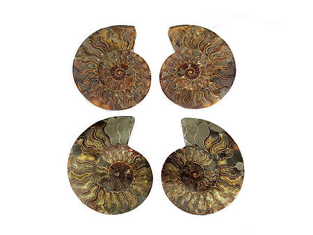 Ammonites Cut and Polished 8-10inch - Pairs - AAA Quality