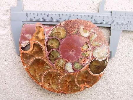 Ammonite Cut & Polished Pairs, 9-11cm - AA Quality