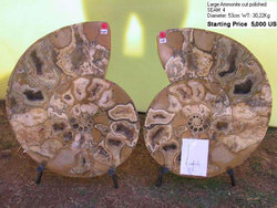 53cm Ammonite Pairs