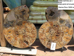 62cm Ammonite Pair
