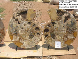 63cm Ammonite Pair