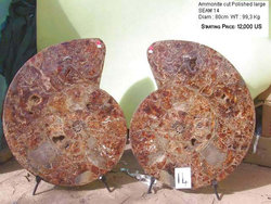 80cm Ammonite Pair