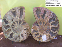 82cm Ammonite Pairs