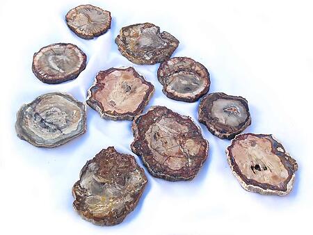 Petrified Wood Slice (3-5