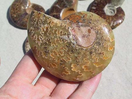 Whole Polished Ammonites with Suture Patterns, 7-9cm