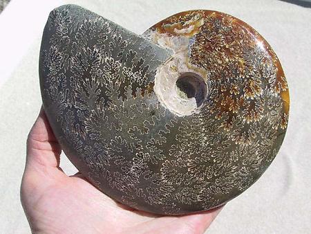 Whole Polished Ammonites with Suture Patterns, 13-15cm