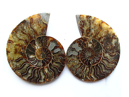 Ammonite Cut & Polished Pairs, 9-11cm AAA Quality