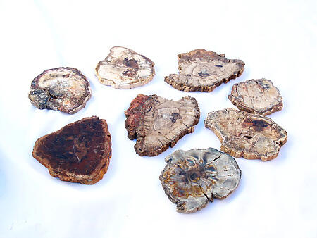 Petrified Wood Slices (3-5