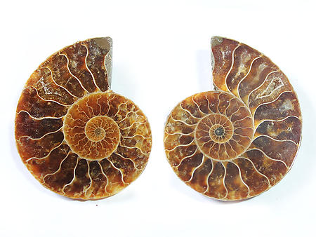 Ammonite Cut & Polished Jewelry Pairs, 5-7cm - AAA Quality