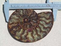Ammonite Cut & Polished Pairs, 11-13cm - AAA Quality