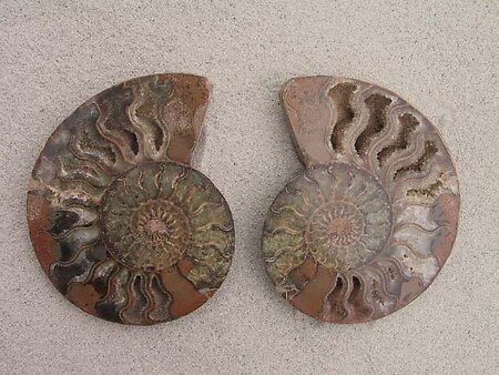 Ammonite Cut & Polished Pairs, 13-15cm - AAA Quality
