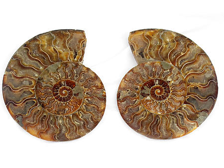 Ammonites Cut and Polished 6-7 inch - Pairs - AAA Quality