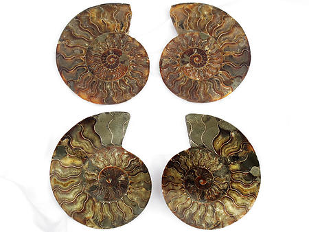 Ammonites Cut and Polished 7-8 inch - Pairs - AAA Quality