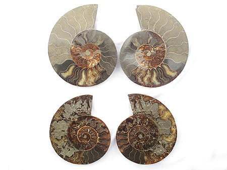 Ammonites Cut and Polished 6-10 inch - Pairs - AA Quality