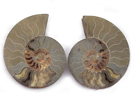 Ammonites Cut and Polished 8-10 inch - Pairs - AA Quality