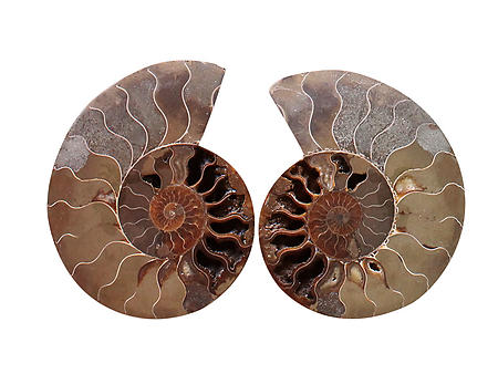 Ammonite Cut & Polished Pairs, 7-9cm - AA Quality