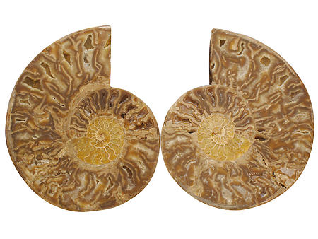 Ammonites Cut and Polished with Sutures (10-12 inch) AA Quality