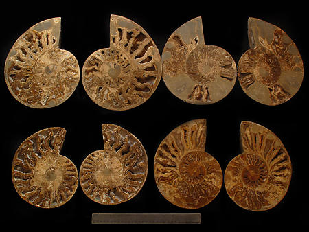 Ammonites Cut and Polished with Sutures (10-12 inch) AAA Quality