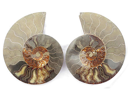 Ammonites Cut and Polished 6-7 inch - Pairs - AA Quality