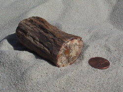 Petrified Wood Small Branches - Wholesale