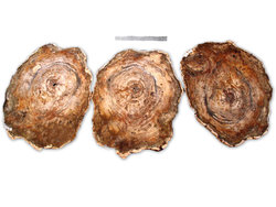 Large Petrified Wood Slices > 60cm (23”) 15kg/pc (33LB/pc) Class