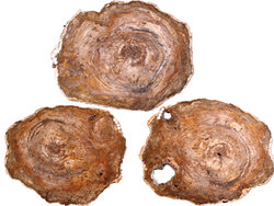 Large Petrified Wood Slices > 60cm (23”) 15kg/pc (33LB/pc) Class