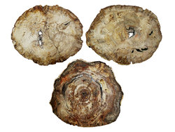 Large Petrified Wood Slices > 60cm (23”) 19kg/pc (42LB/pc) Class