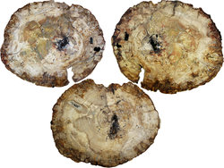 Large Petrified Wood Slices > 60cm (23”) 19kg/pc (42LB/pc) Class