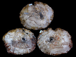 Large Petrified Wood Slices > 60cm (23”) 25kg/pc (55LB/pc) Class