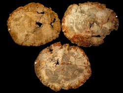 Large Petrified Wood Slices > 60cm (23”) 21kg/pc (46LB/pc) Class