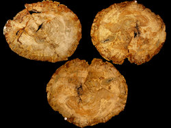 Large Petrified Wood Slices > 60cm (23”) 23kg/pc (50.5LB/pc) Class